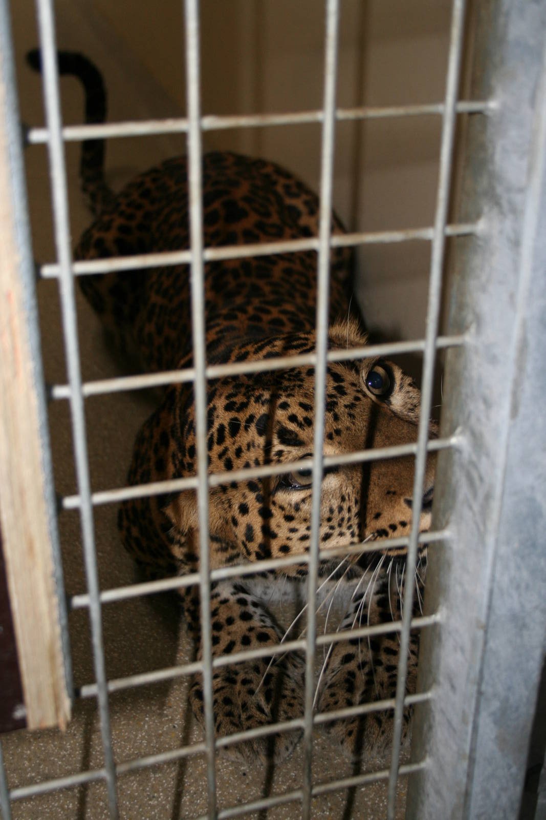 Sri Lankan leopard(Burgers' Zoo)2
