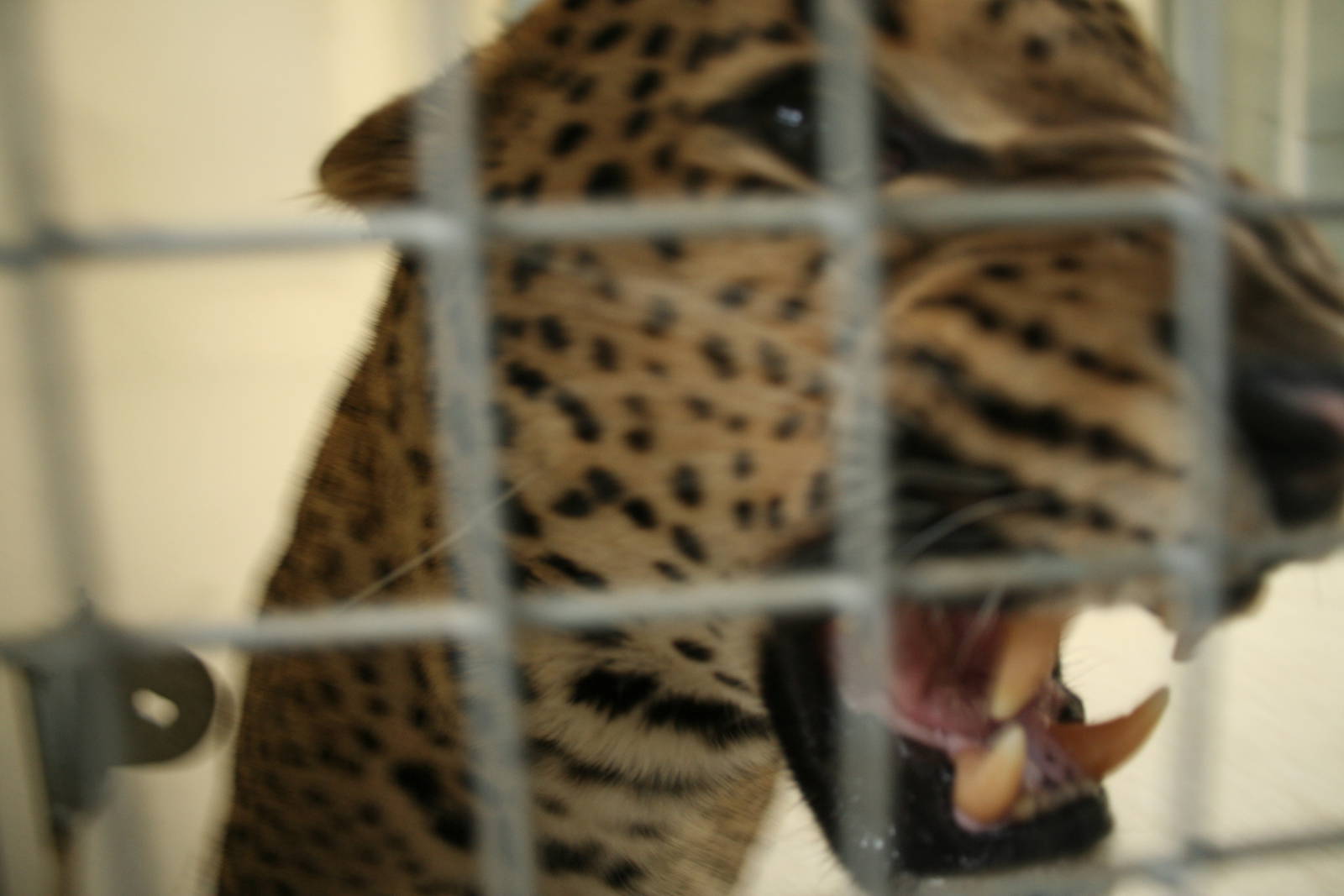 Sri Lankan leopard(Burgers' Zoo)3