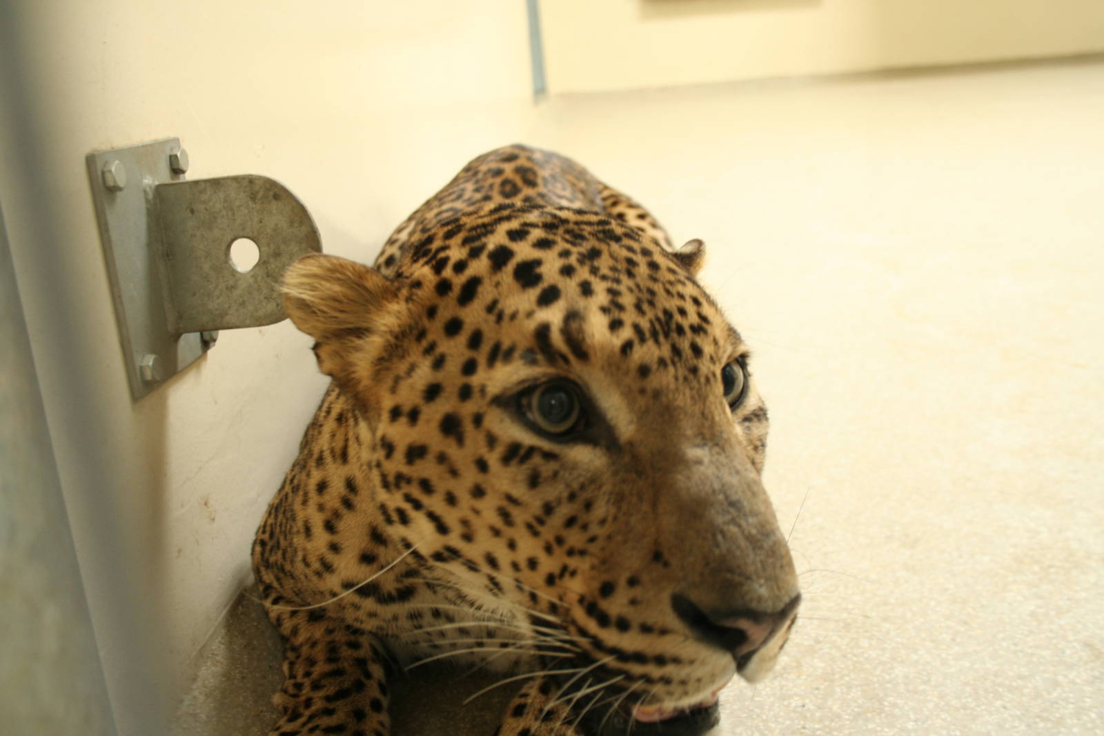 Sri Lankan leopard(Burgers' Zoo)4