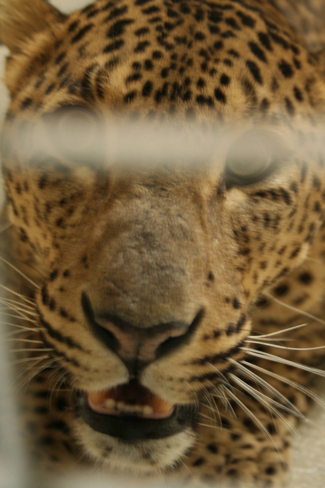 Sri Lankan leopard(Burgers' Zoo)5
