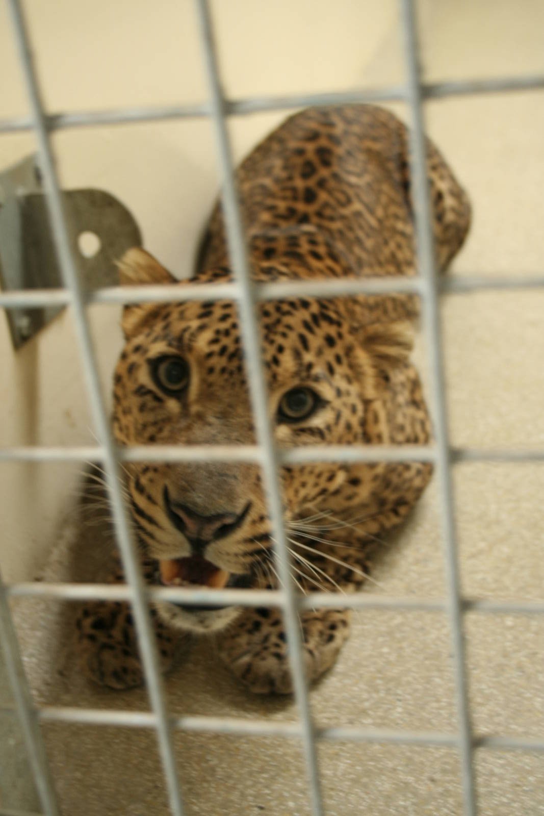 Sri Lankan leopard(Burgers' Zoo)6