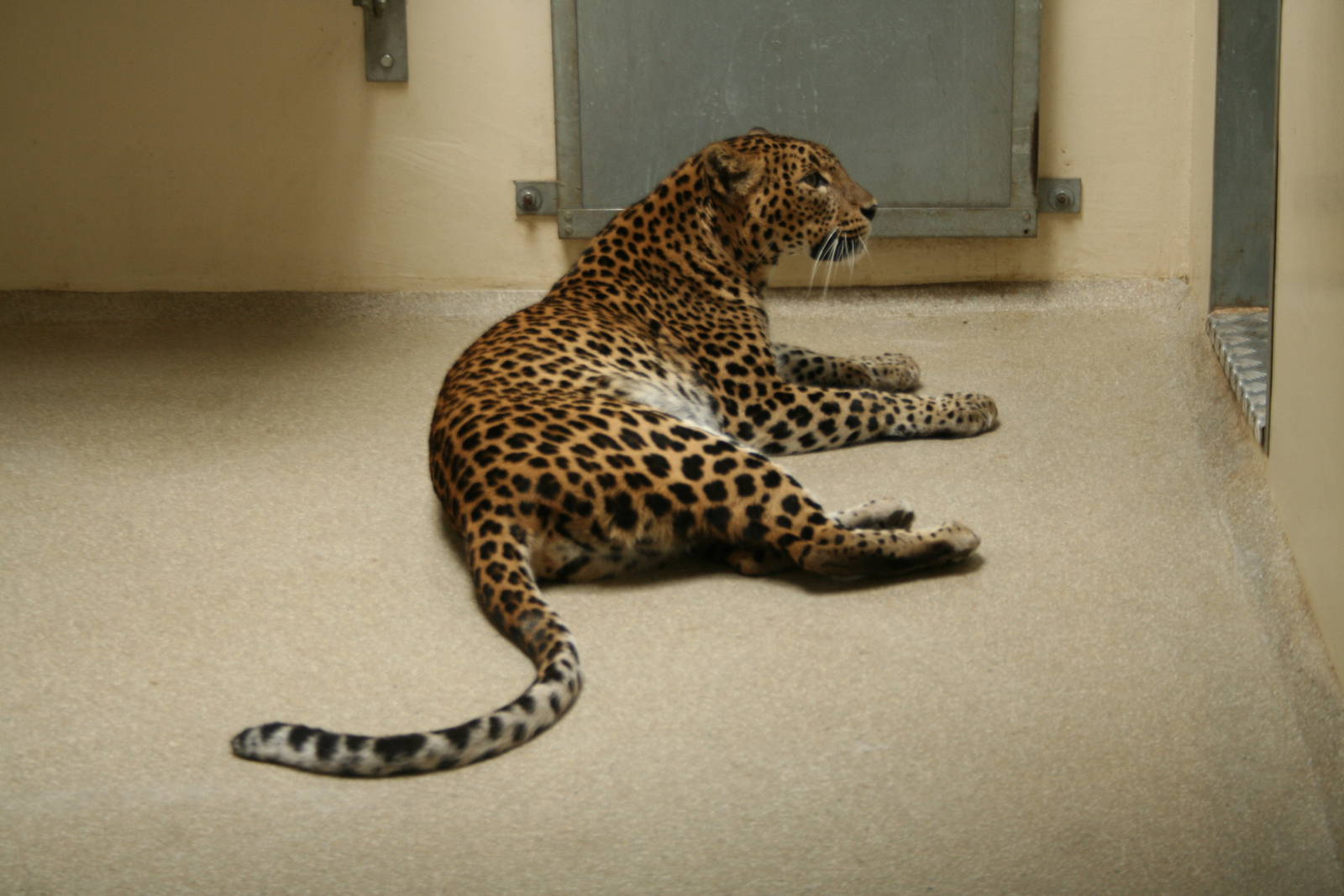 Sri Lankan leopard(Burgers' Zoo)8