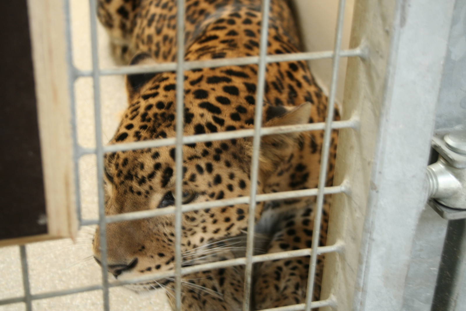 Sri Lankan leopard(Burgers' Zoo)9