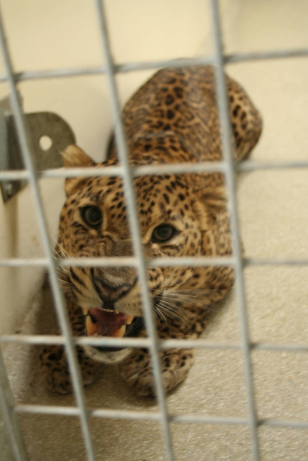 Sri Lankan leopard(Burgers' Zoo)
