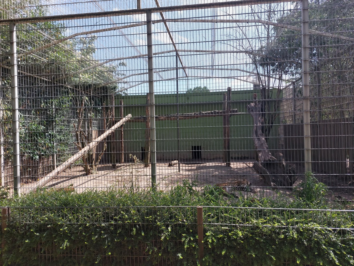 Sri Lankan leopard cage