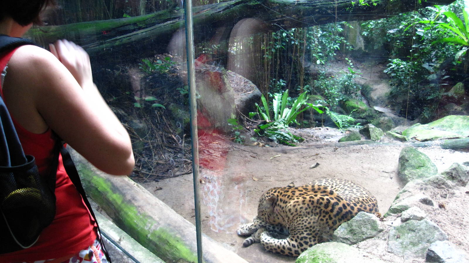 Sri Lankan Leopard, Cat Country