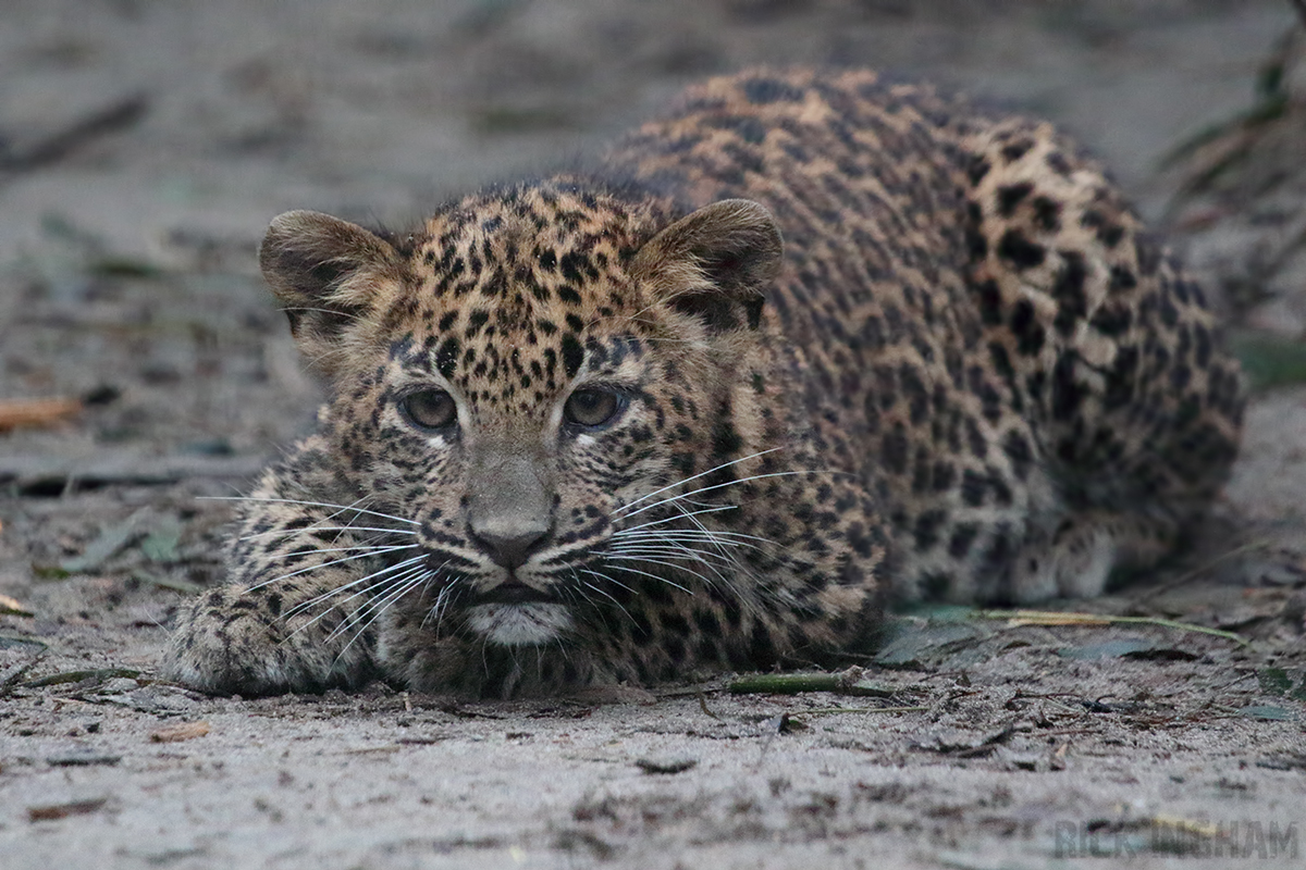 Sri Lankan Leopard Cub - 5th January 2020