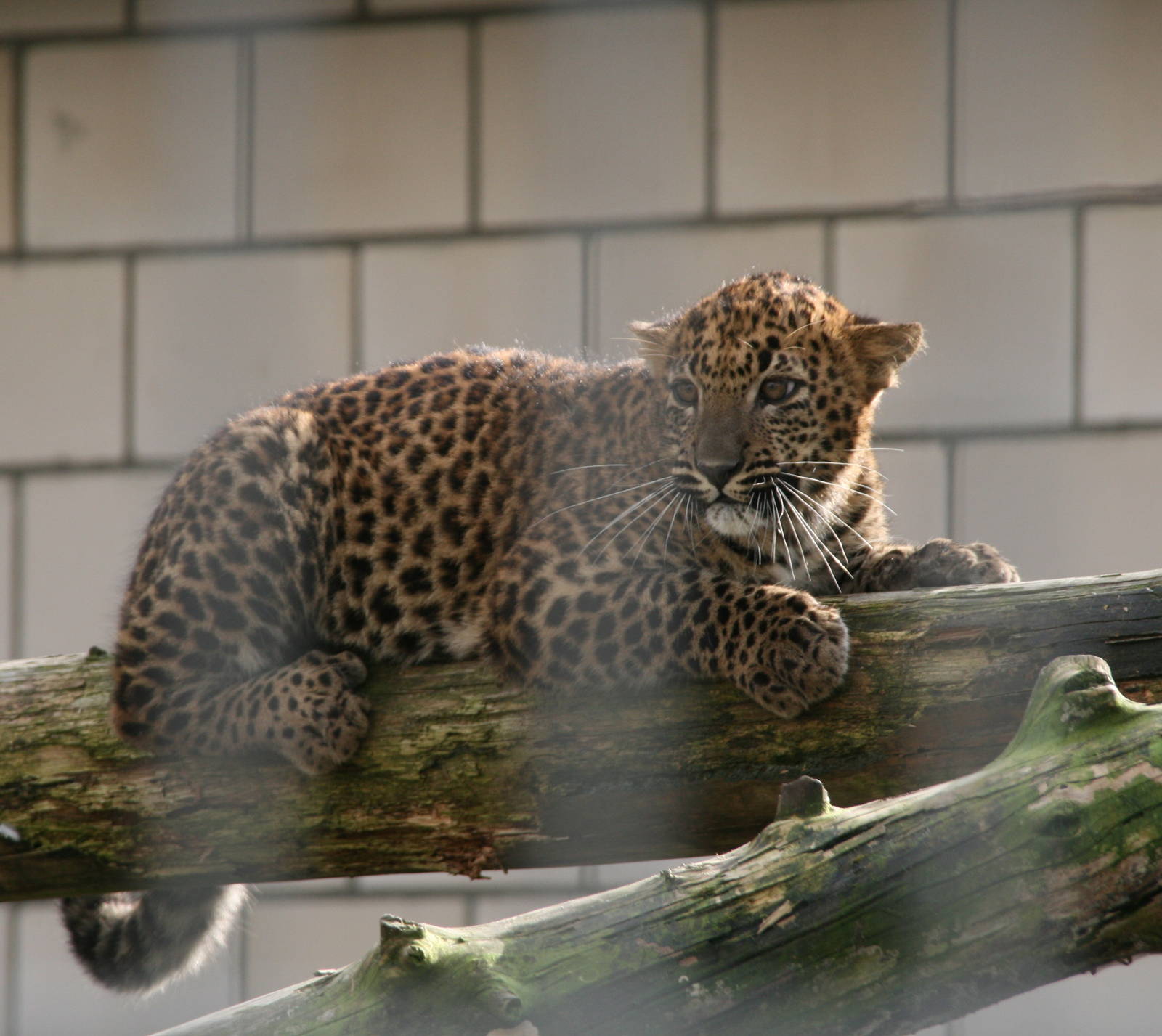 Sri Lankan leopard cub