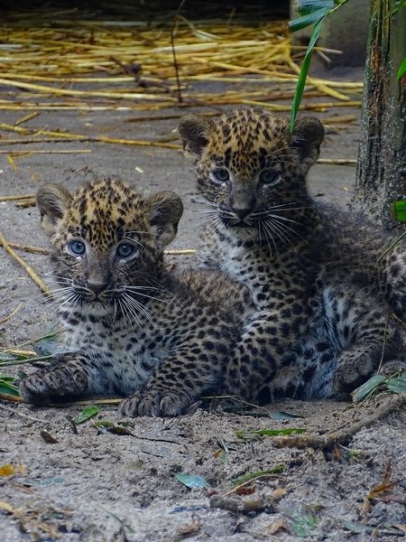 Sri Lankan leopard cubs