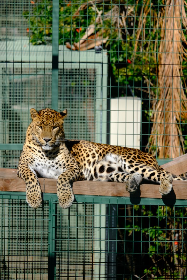 Sri Lankan Leopard - Darling Downs Zoo