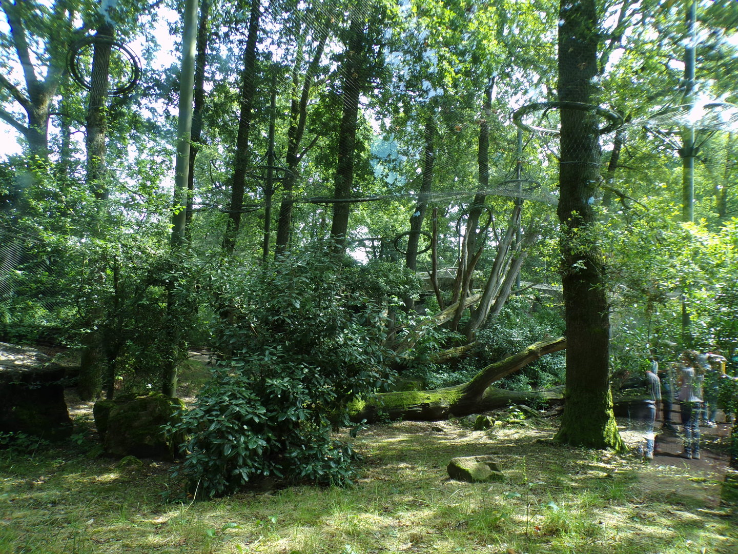 Sri Lankan leopard enclosure 6.7.23