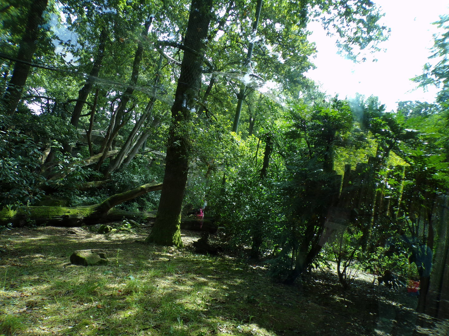 Sri Lankan leopard enclosure 6.7.23