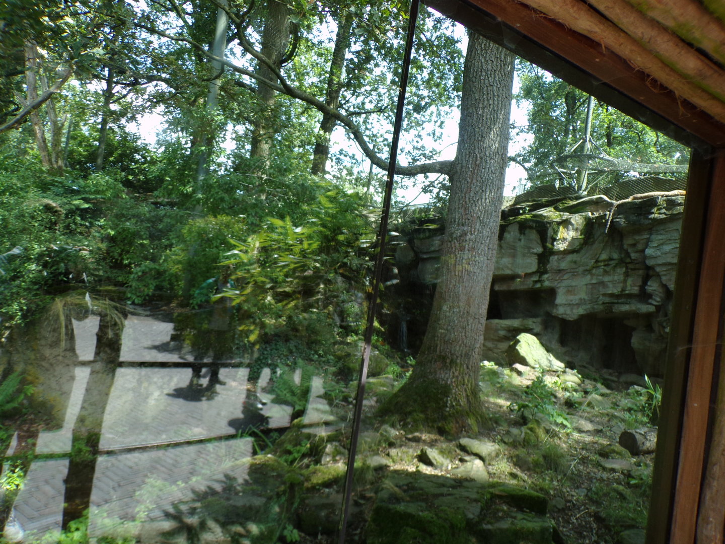 Sri Lankan leopard enclosure (terrible glare) 6.7.23