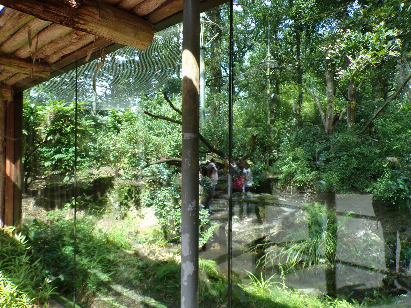 Sri Lankan leopard enclosure (terrible glare) 6.7.23