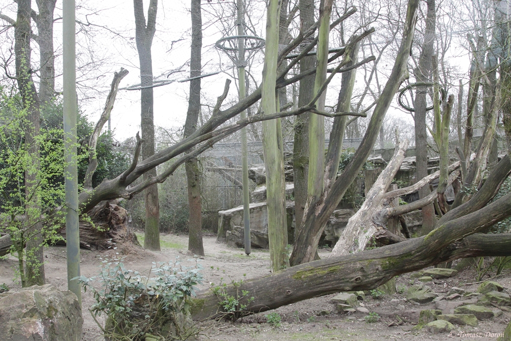 Sri Lankan Leopard enclosure