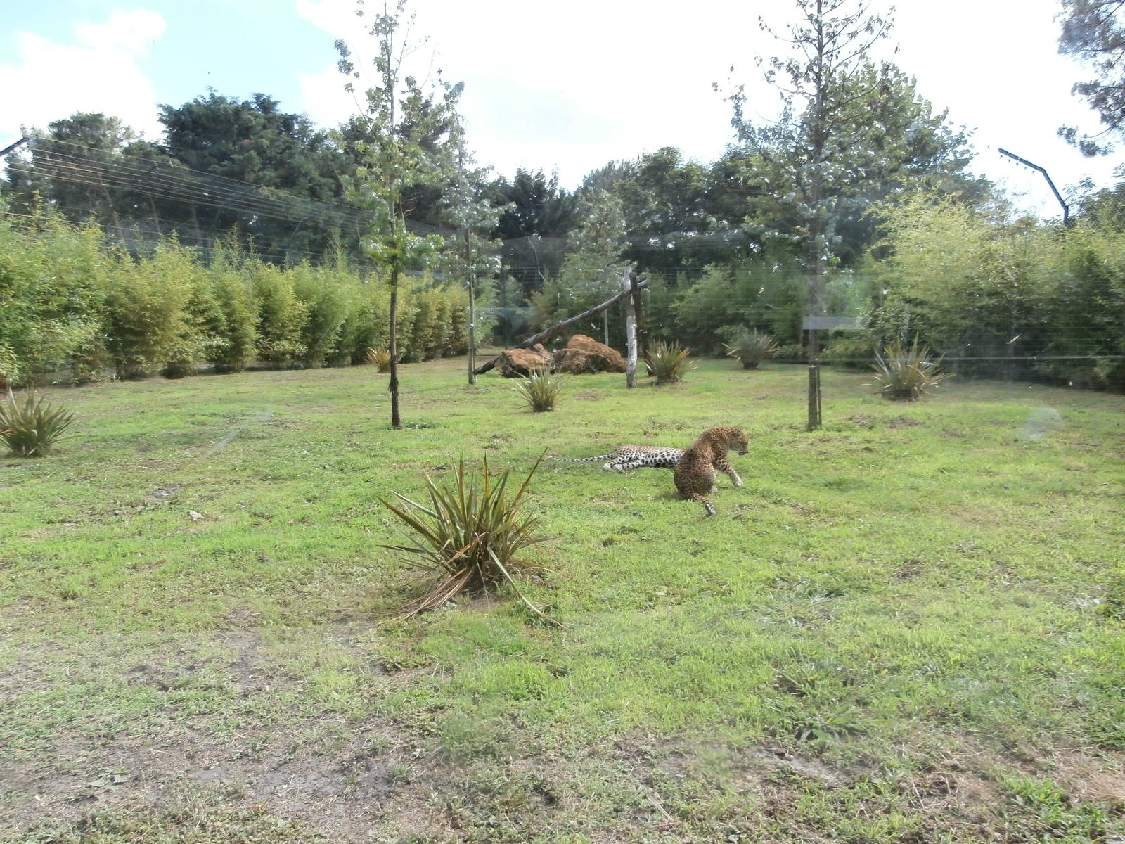 Sri Lankan leopard enclosure