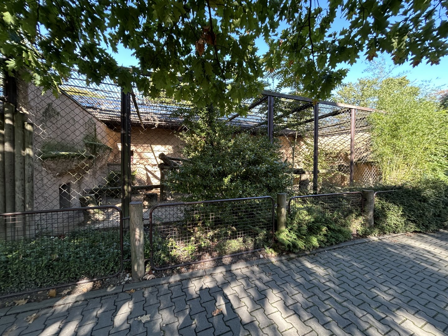 Sri Lankan Leopard Exhibit #2 - Indian Carnivores House