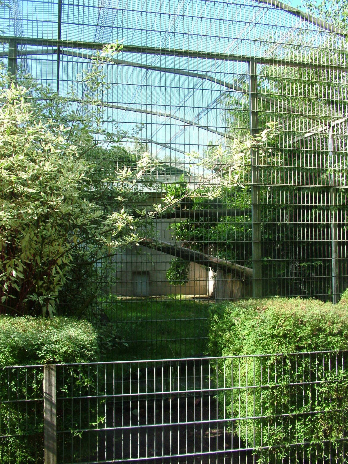 Sri Lankan Leopard exhibit at BestZoo 16/05/09