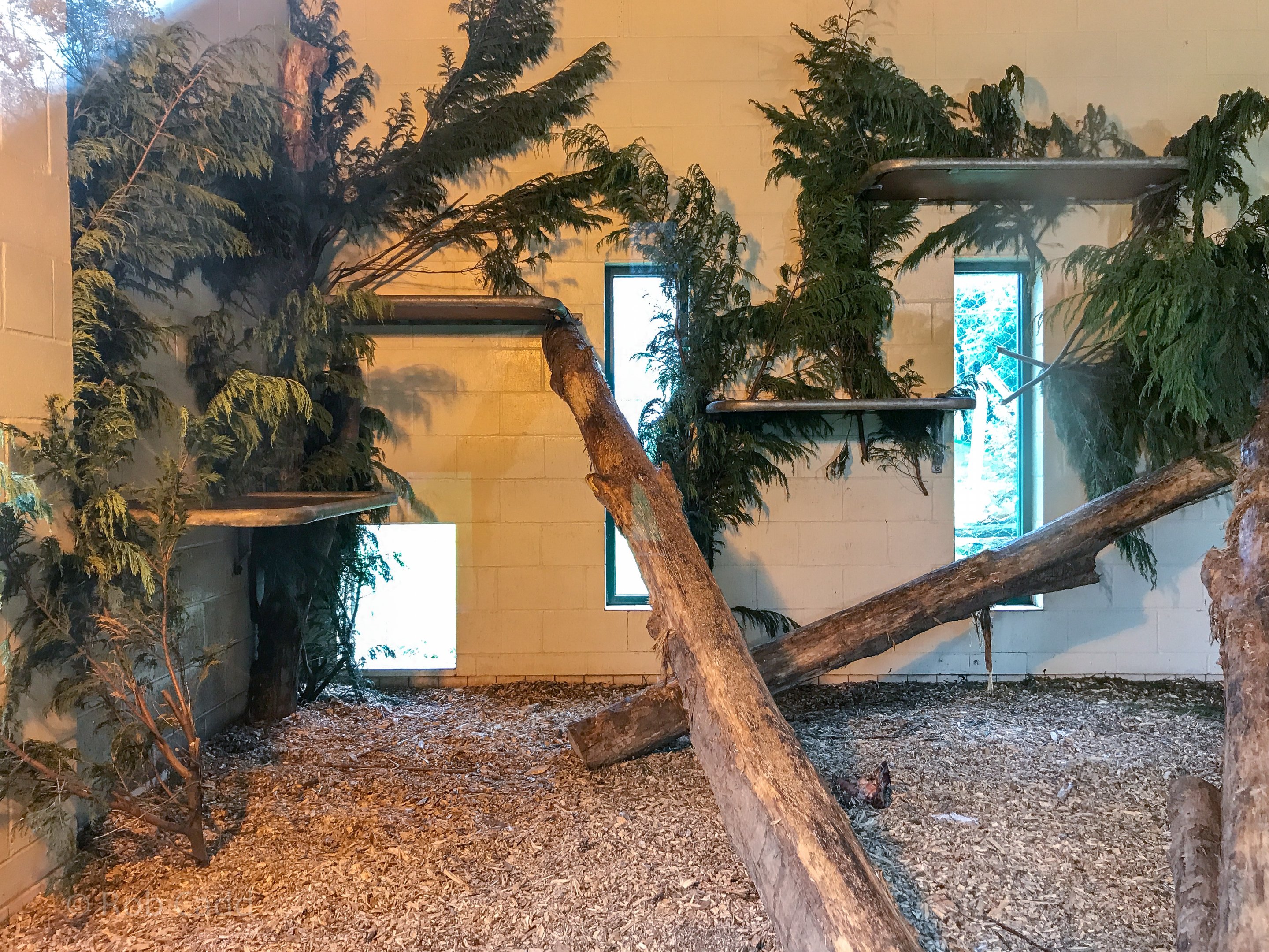 Sri Lankan leopard (exhibit) : Banham Zoo : 29 Sep 2017