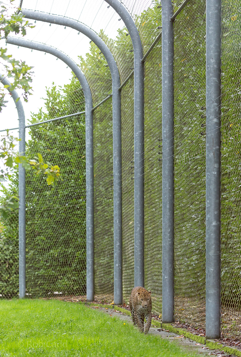 Sri Lankan leopard (exhibit) : Banham Zoo : 29 Sep 2017