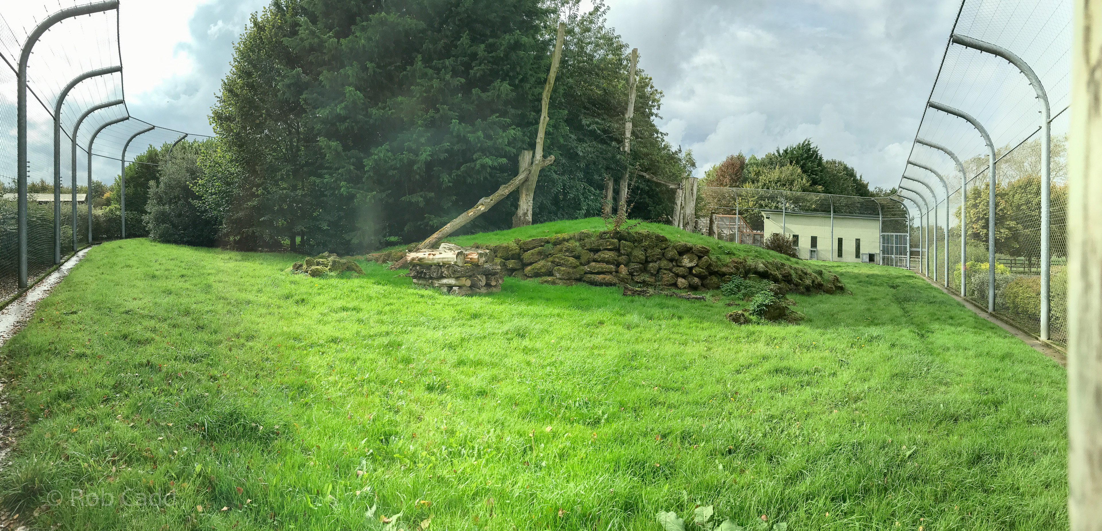 Sri Lankan leopard (exhibit) : Banham Zoo : 29 Sep 2017