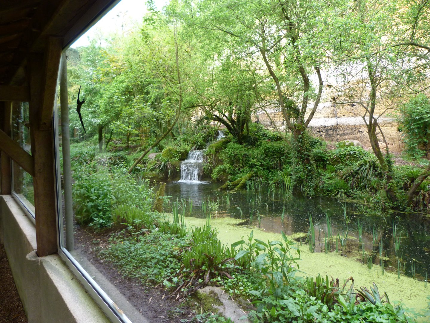 Sri Lankan leopard exhibit -Bioparc de Doué la Fontaine (2025)