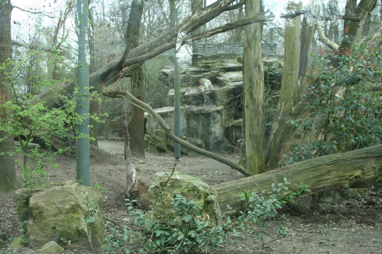 Sri Lankan leopard Exhibit(Burgers' Zoo)