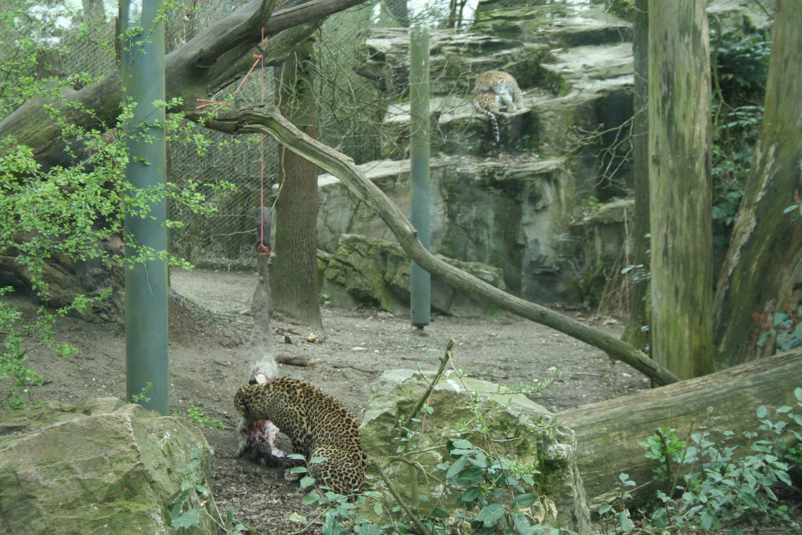 Sri Lankan leopard Exhibit (Burgers' Zoo)