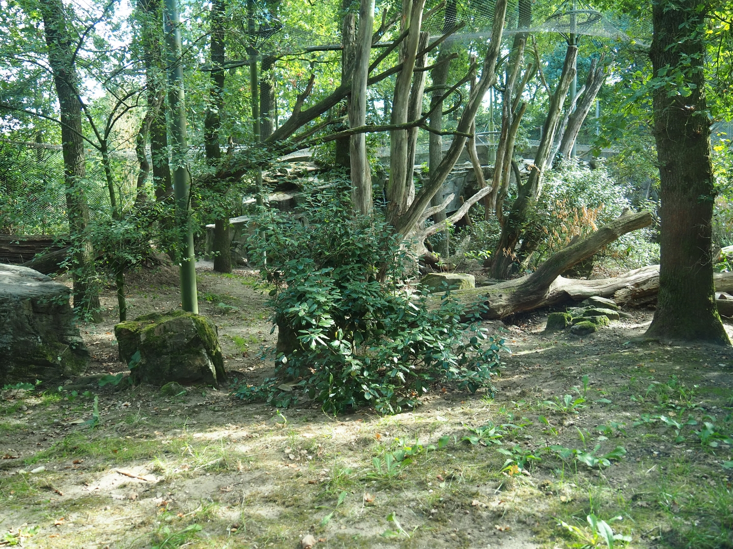 Sri Lankan leopard exhibit (Sep 16th, 2018)