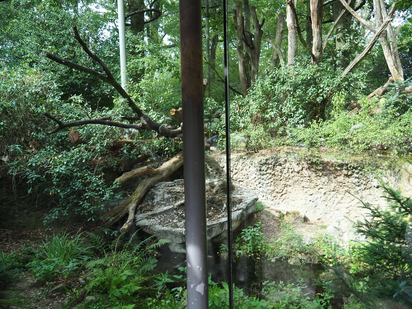 Sri Lankan leopard exhibit (Sep 16th, 2018)