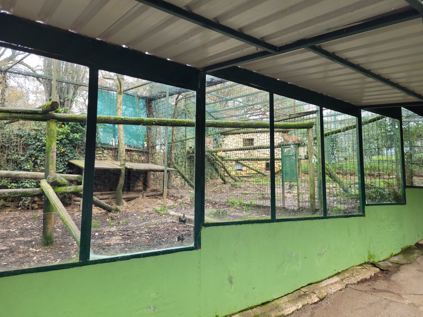 Sri Lankan leopard exhibit -Zoo de Santillana del Mar (2023)