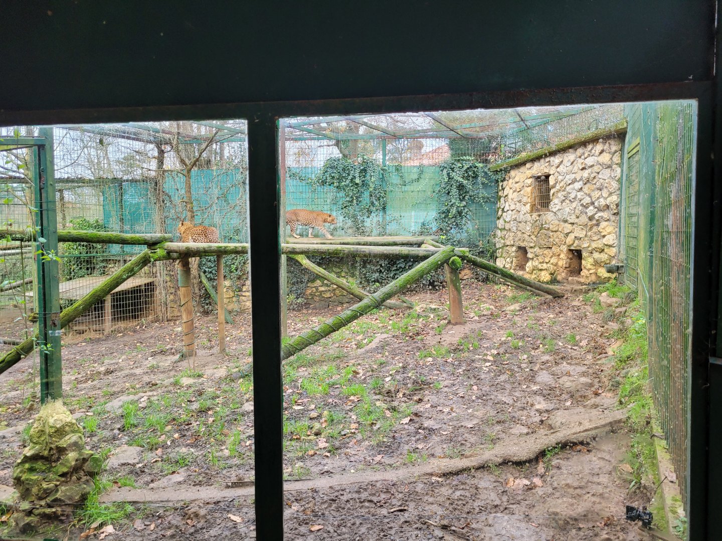Sri Lankan leopard exhibit -Zoo de Santillana del Mar (2023)