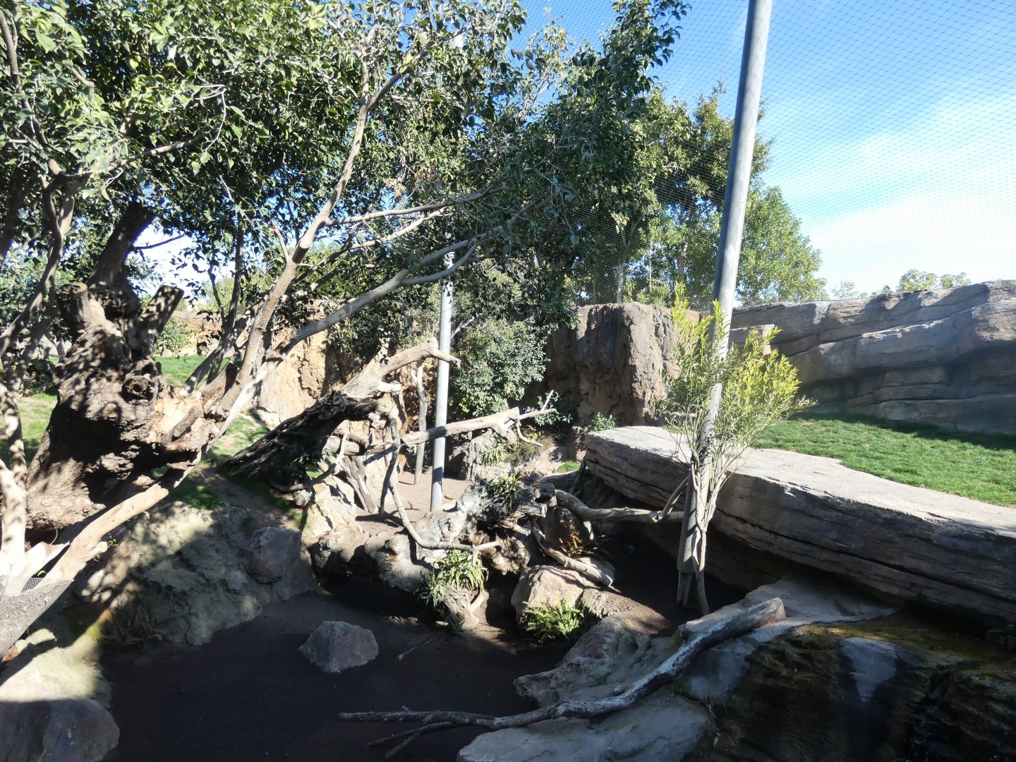 Sri Lankan Leopard exhibit