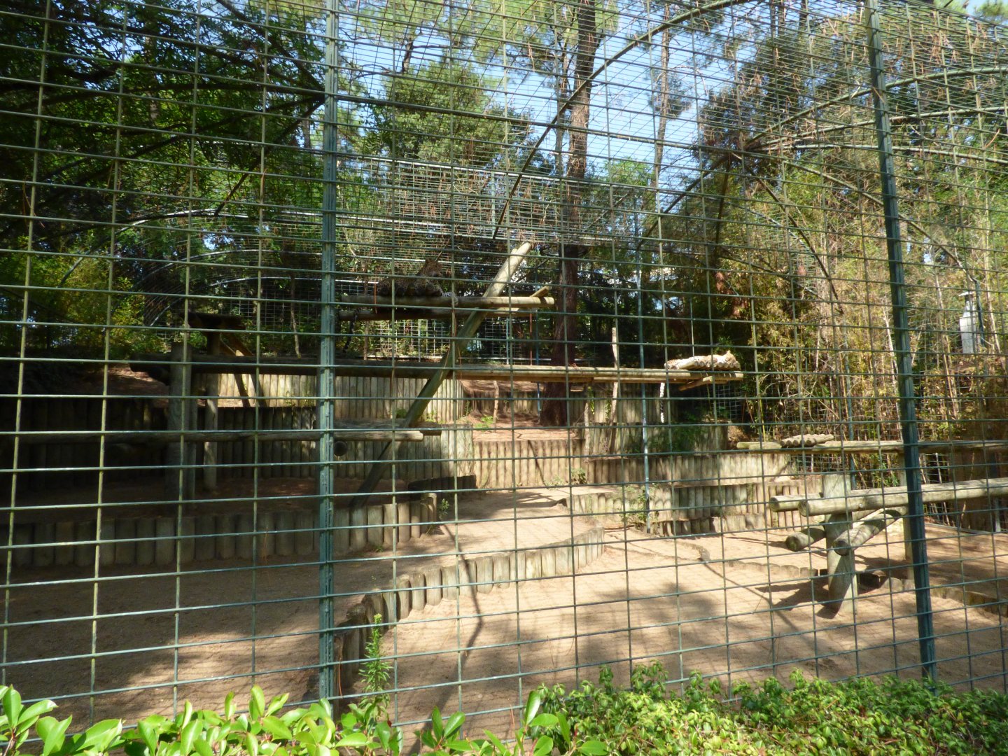 Sri Lankan Leopard Exhibit