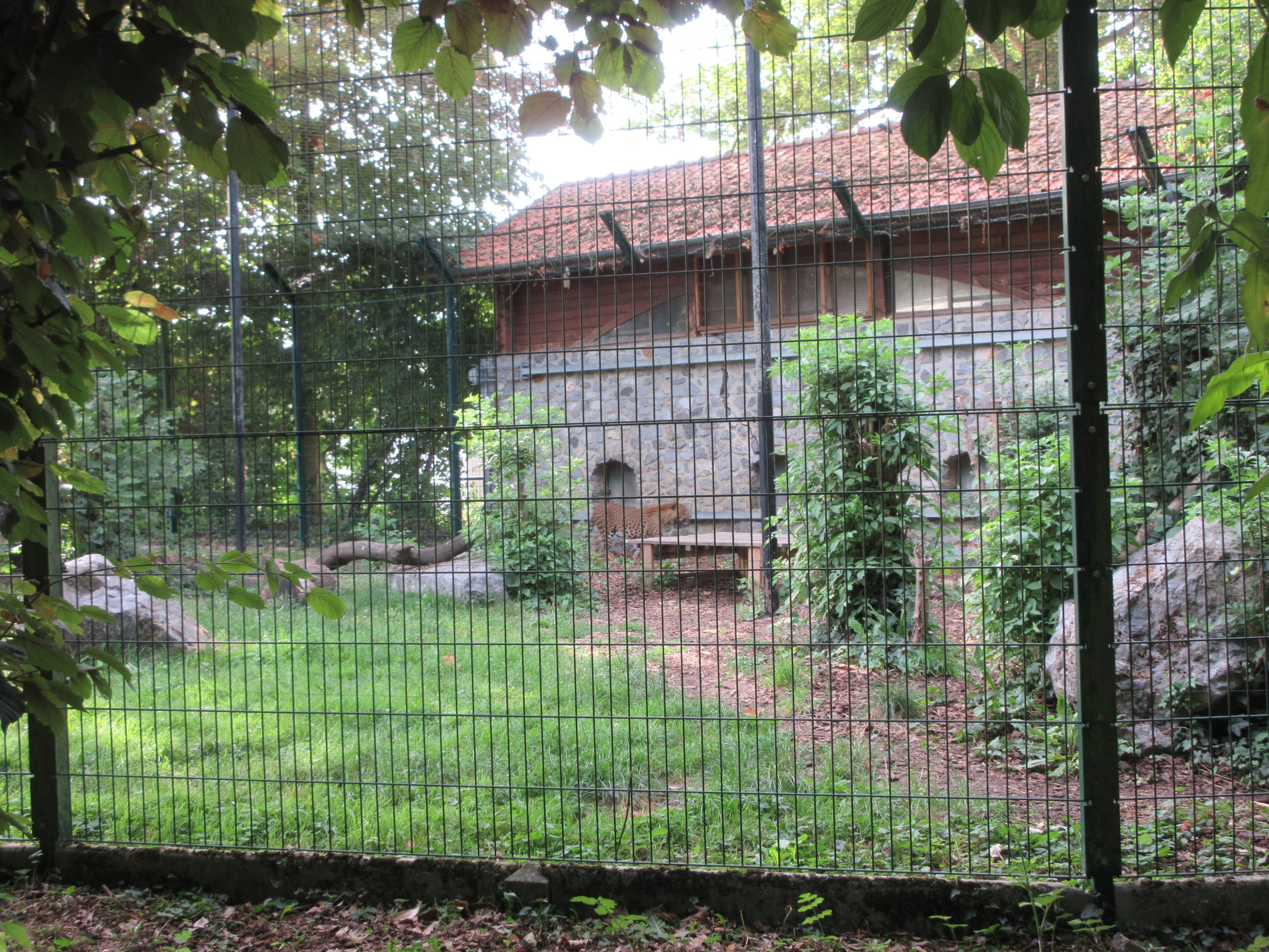 Sri Lankan Leopard Exhibit