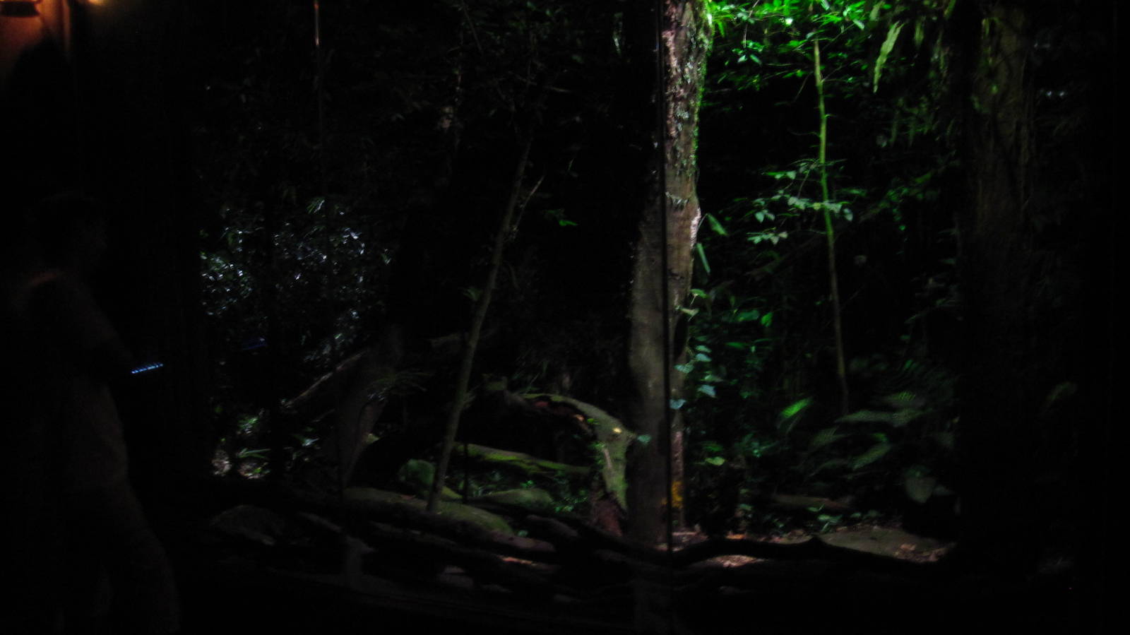 Sri Lankan Leopard exhibit