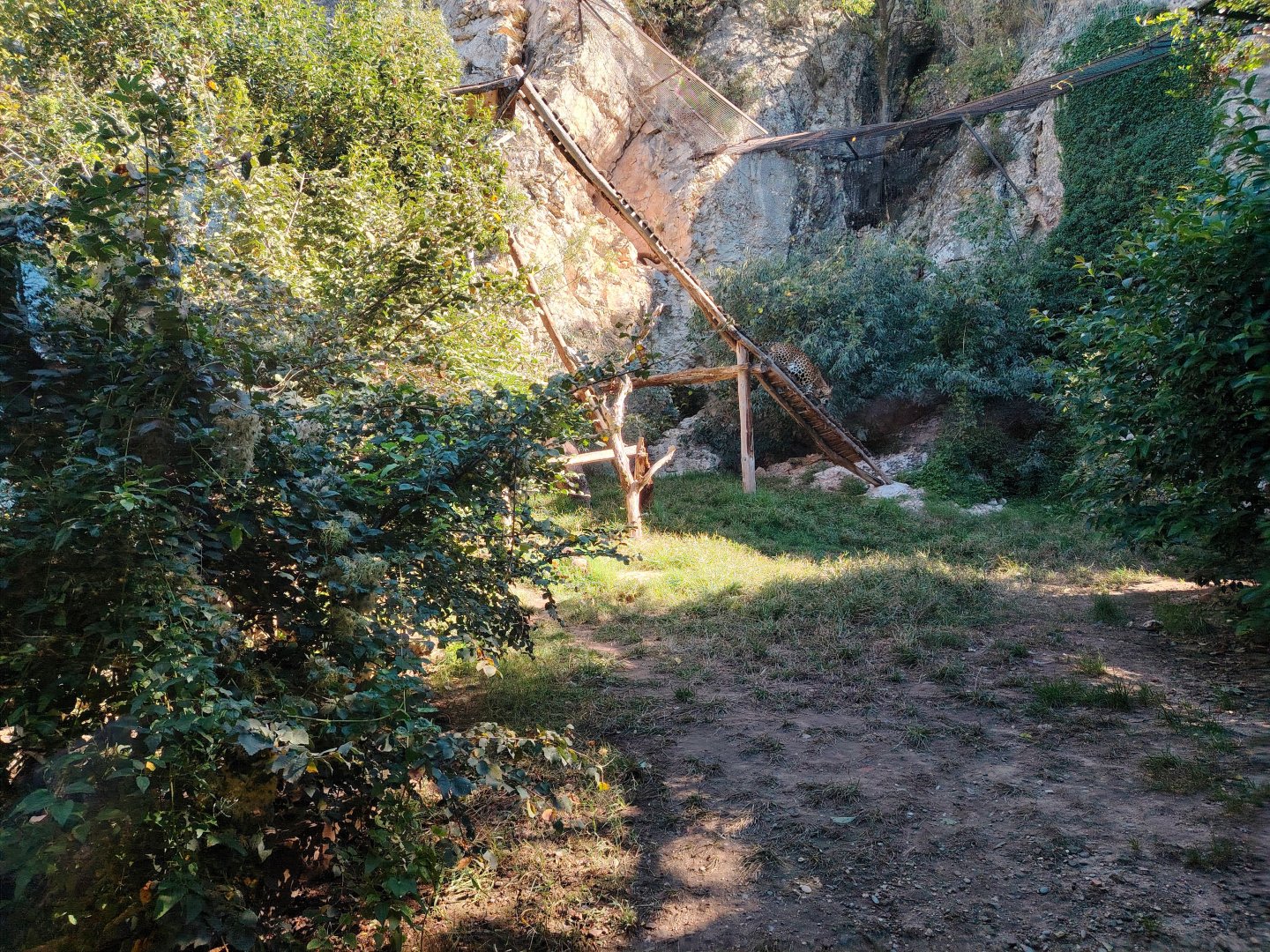 Sri Lankan Leopard Exhibit