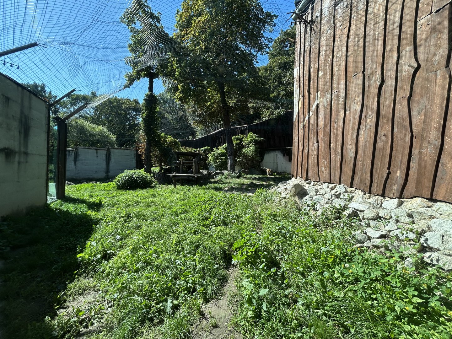 Sri Lankan Leopard Exhibit