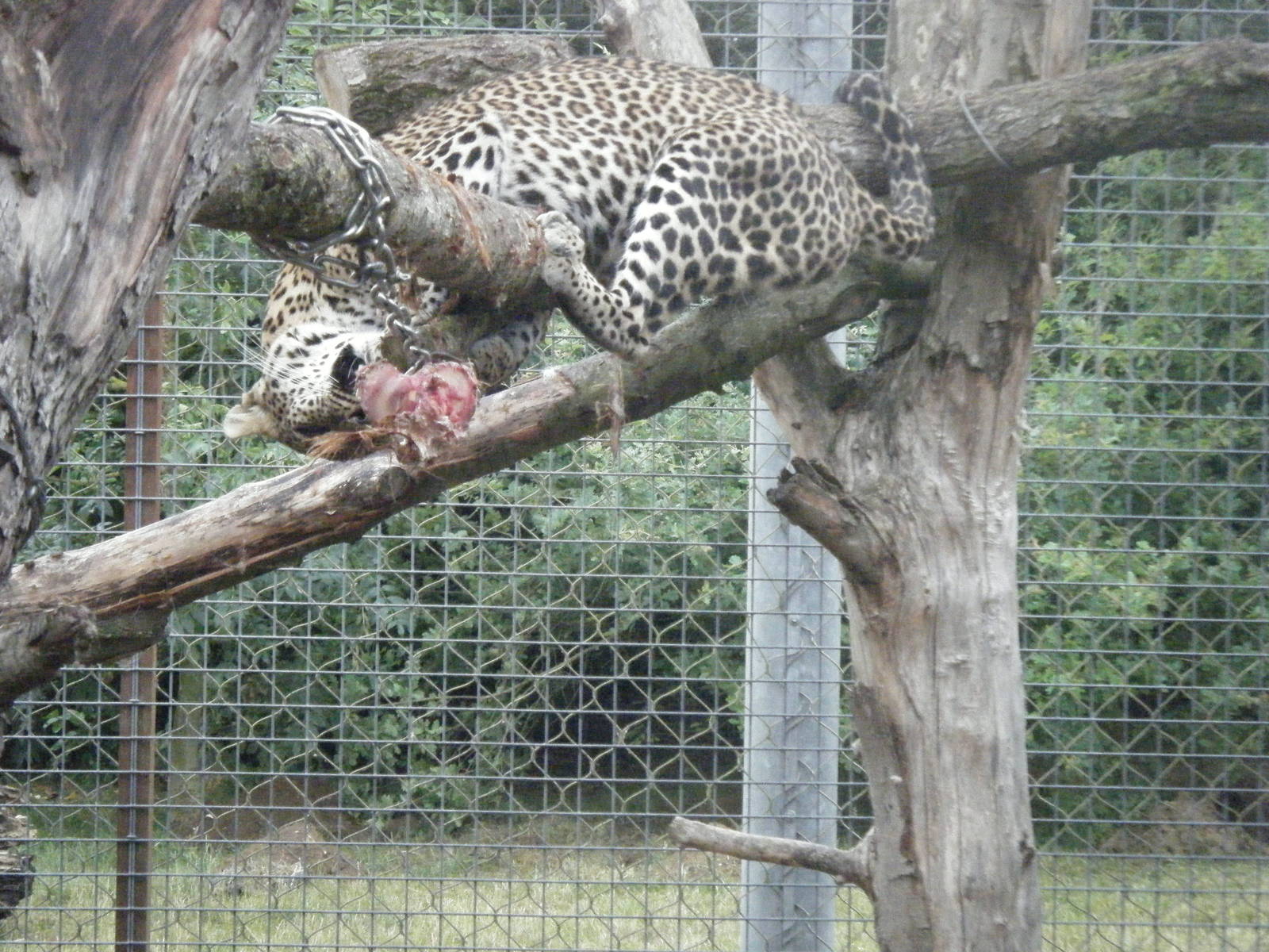 Sri Lankan Leopard feeding.