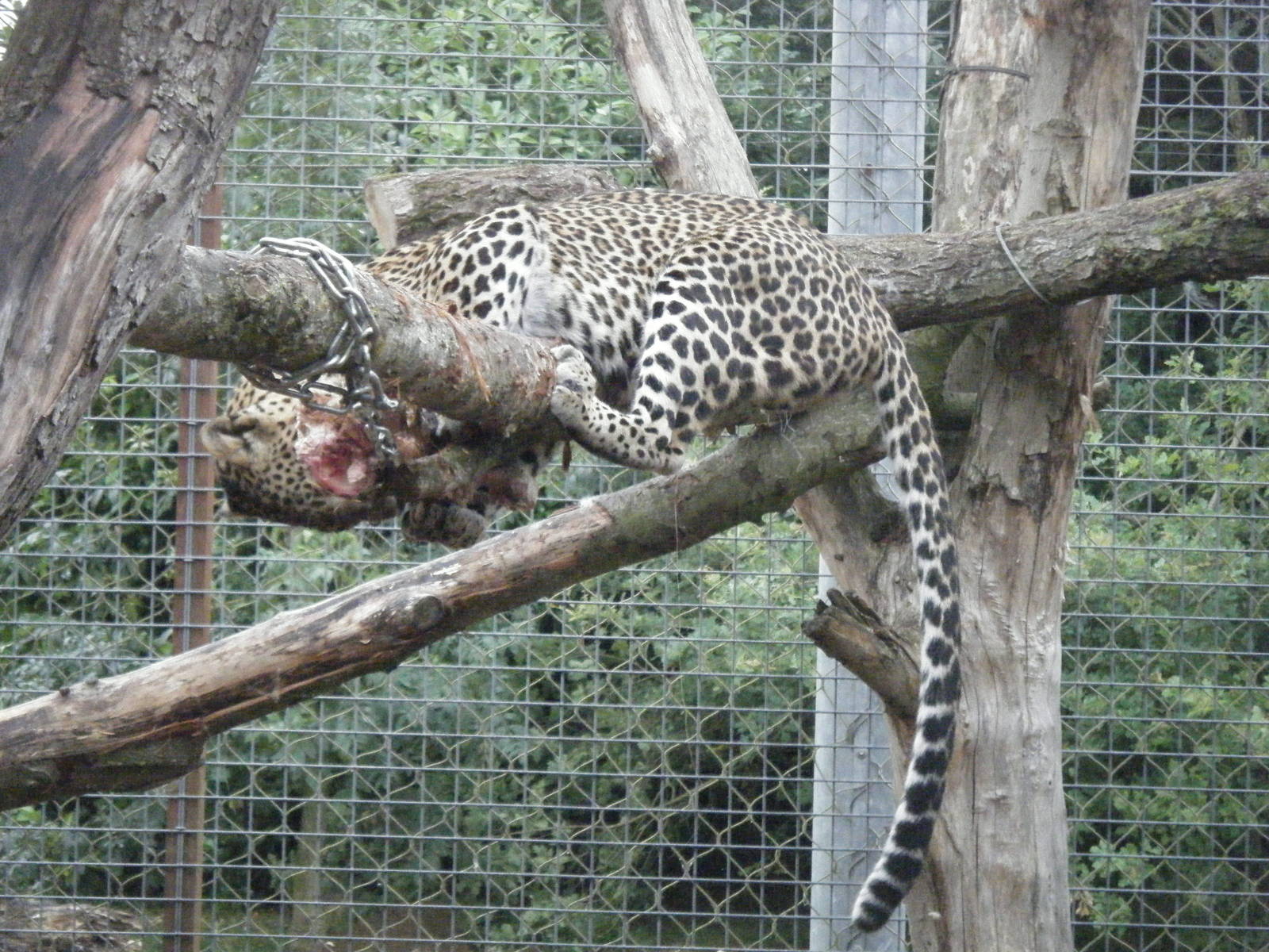 Sri Lankan Leopard feeding.