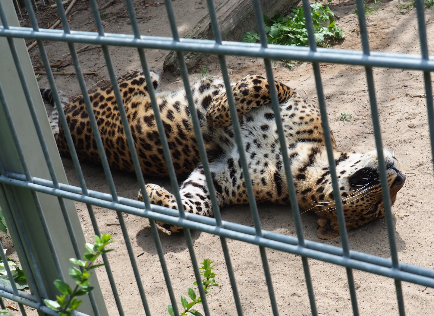 Sri Lankan leopard in a strange position (Panthera pardus kotiya), 2019-05-25