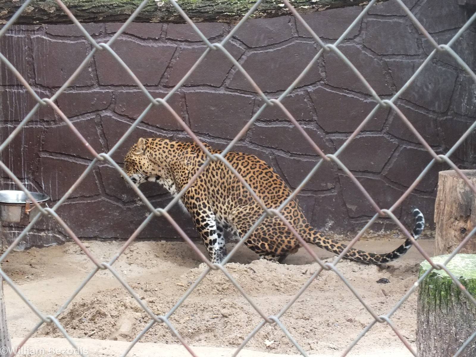 Sri-Lankan Leopard - India / Big Cat House