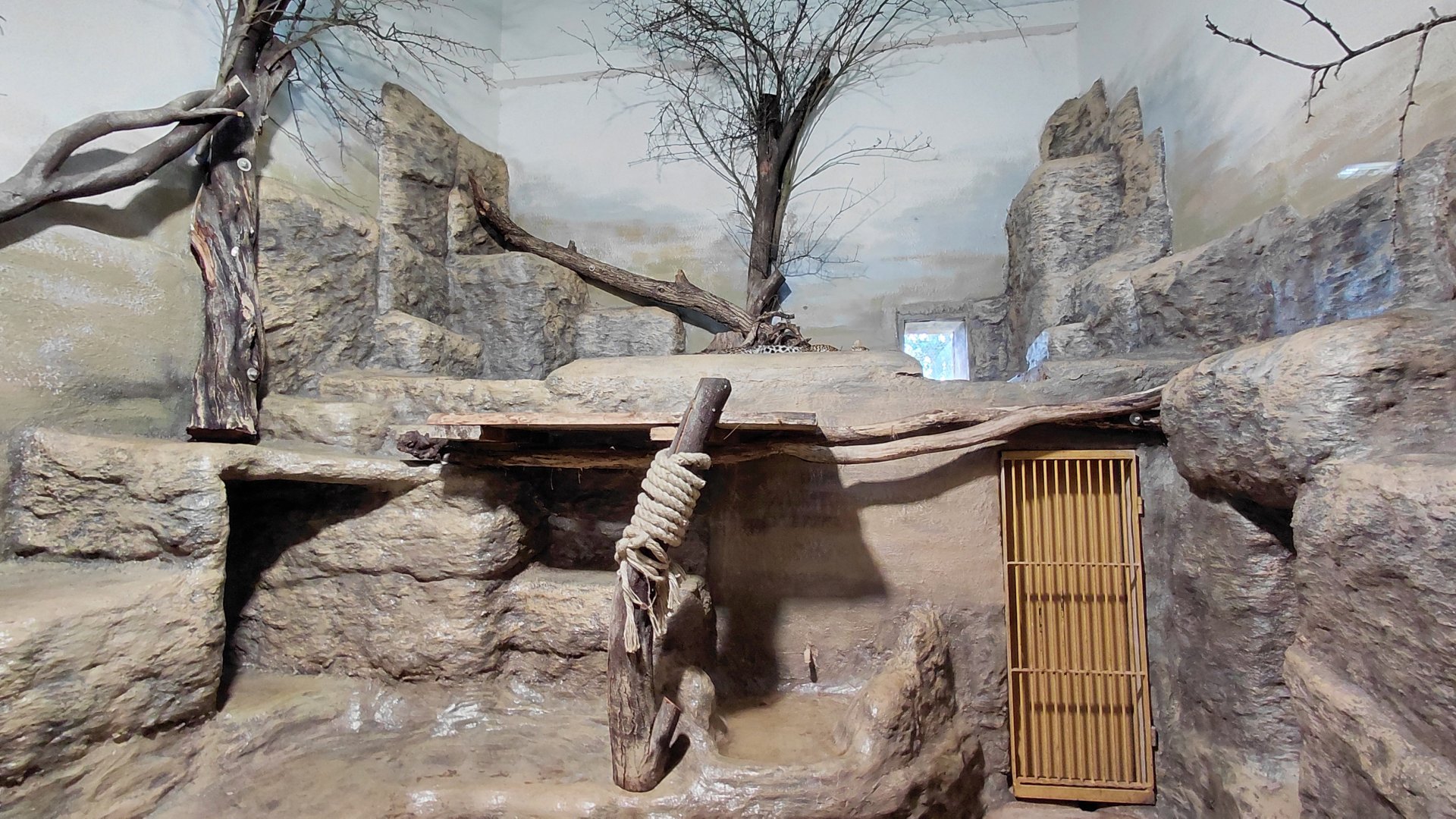 Sri Lankan leopard indoor exhibit