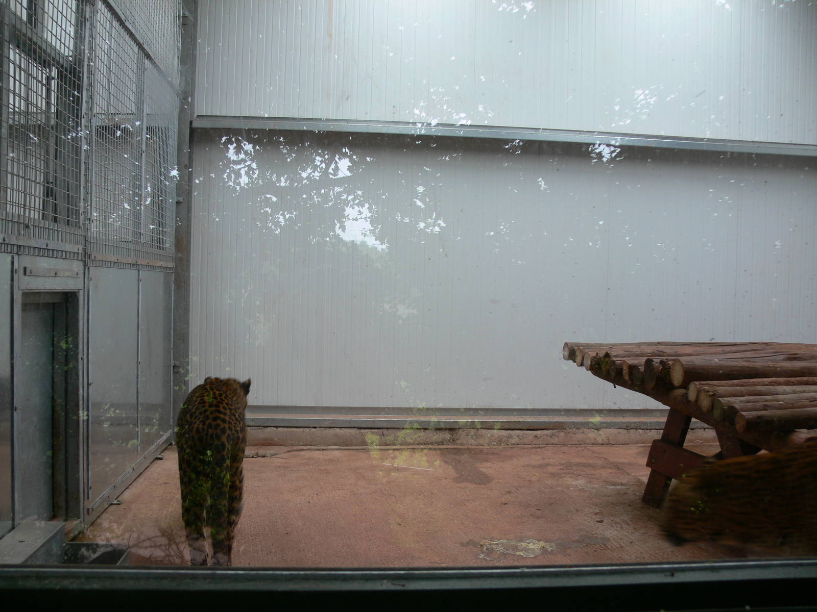 Sri Lankan Leopard Interior at South Lakes, 04/07/14