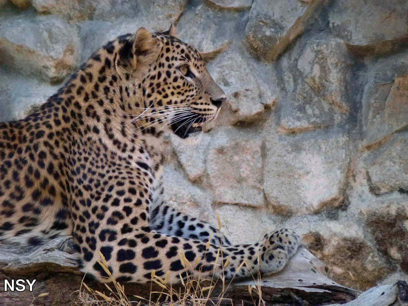 Sri Lankan leopard, July 2013.