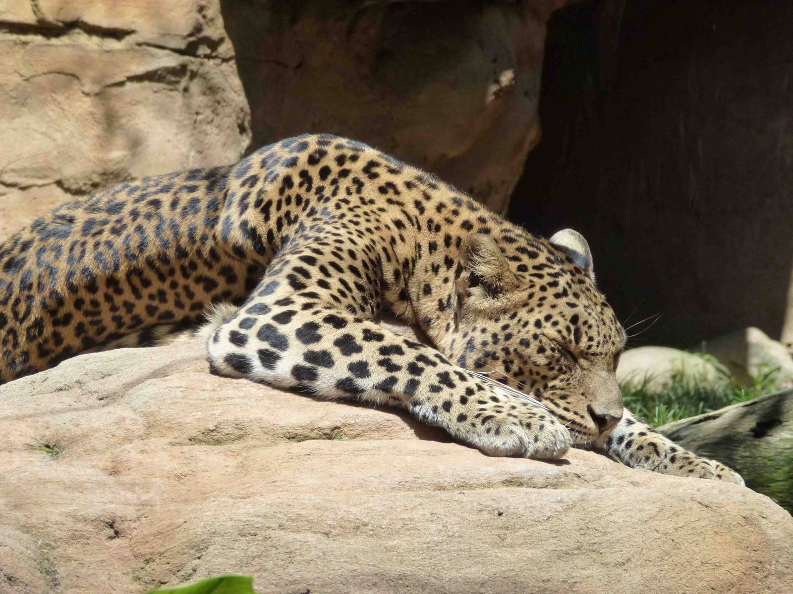Sri Lankan leopard, July 2013.