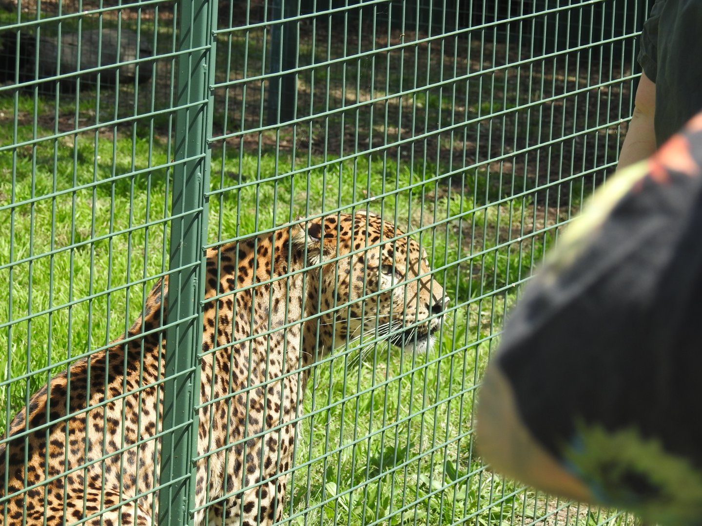 Sri Lankan Leopard (male)
