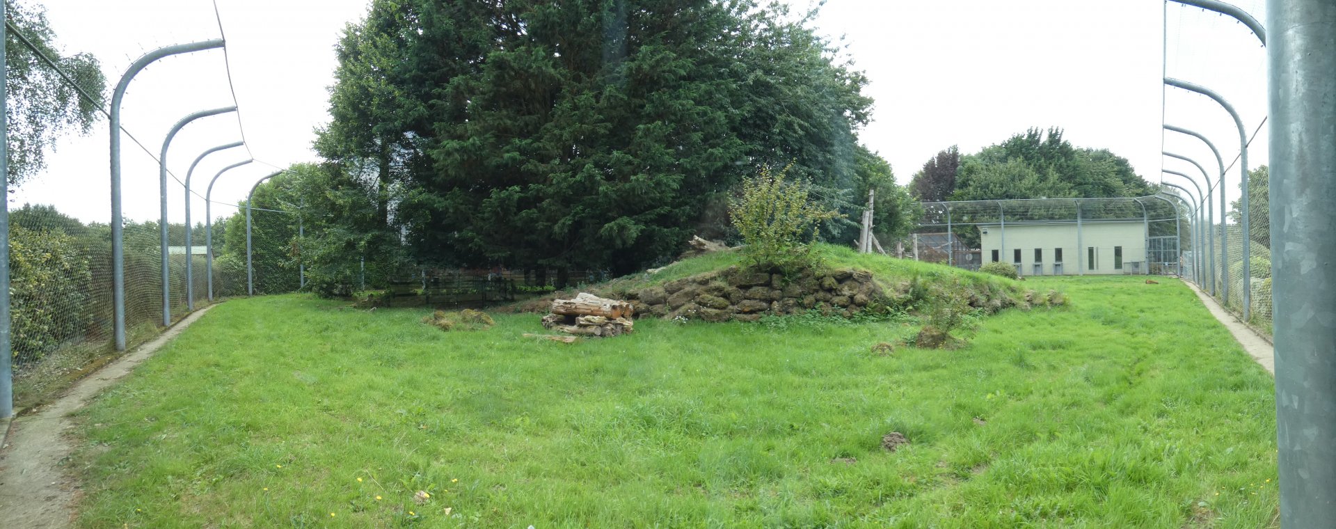 Sri Lankan leopard outdoor enclosure