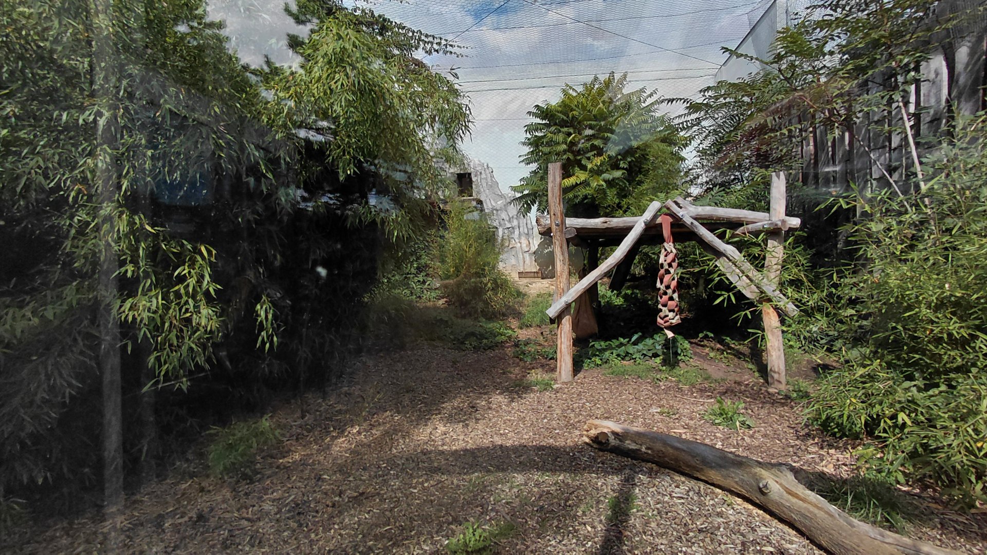 Sri Lankan leopard outdoor exhibit
