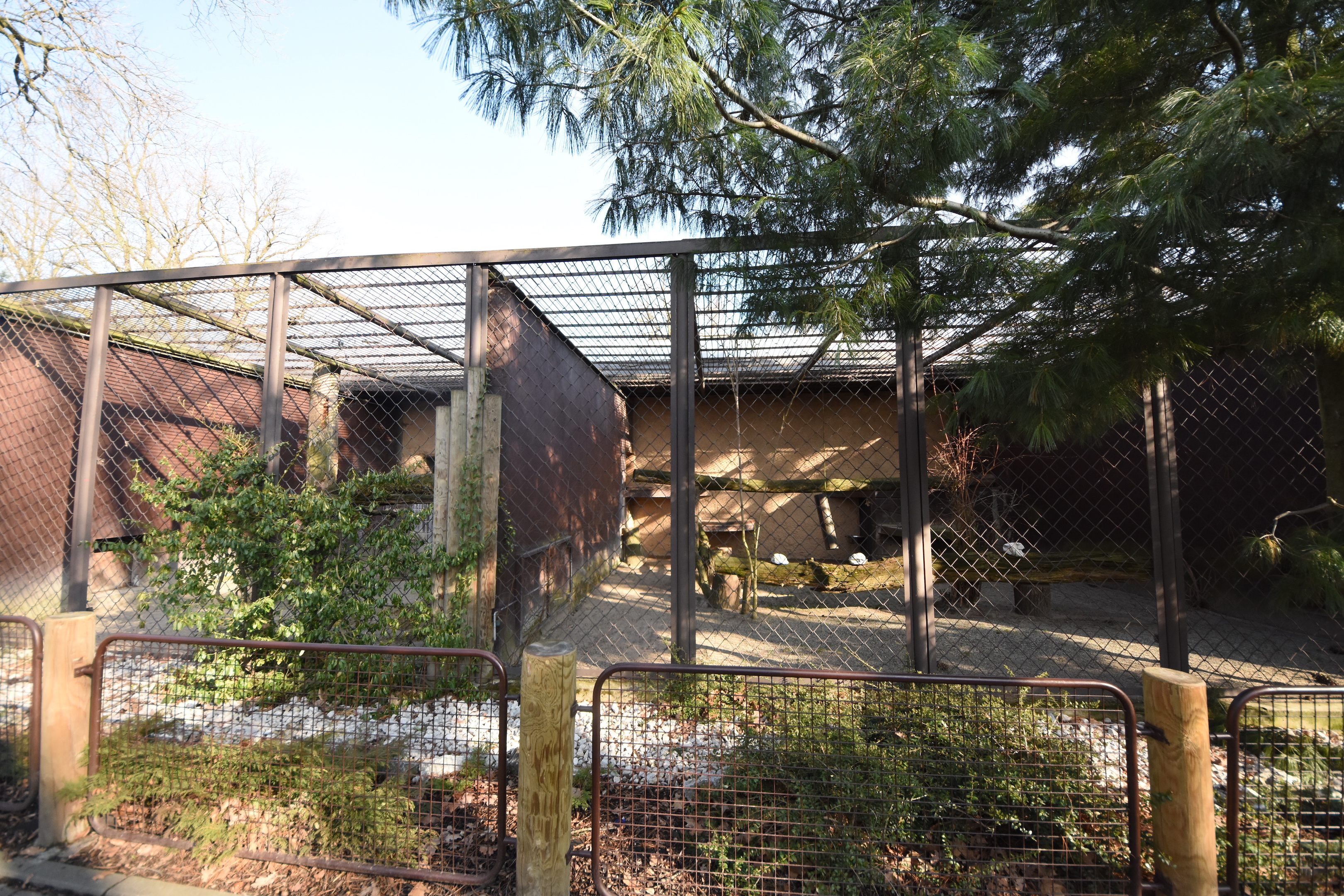 Sri Lankan leopard - outdoors